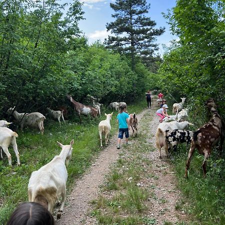 Tmbin'S Barn - Nature, Horses, Family Сезана Экстерьер фото