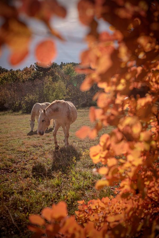 Tmbin'S Barn - Nature, Horses, Family Сезана Экстерьер фото